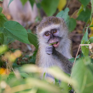South Luangwa - Vervet monkey